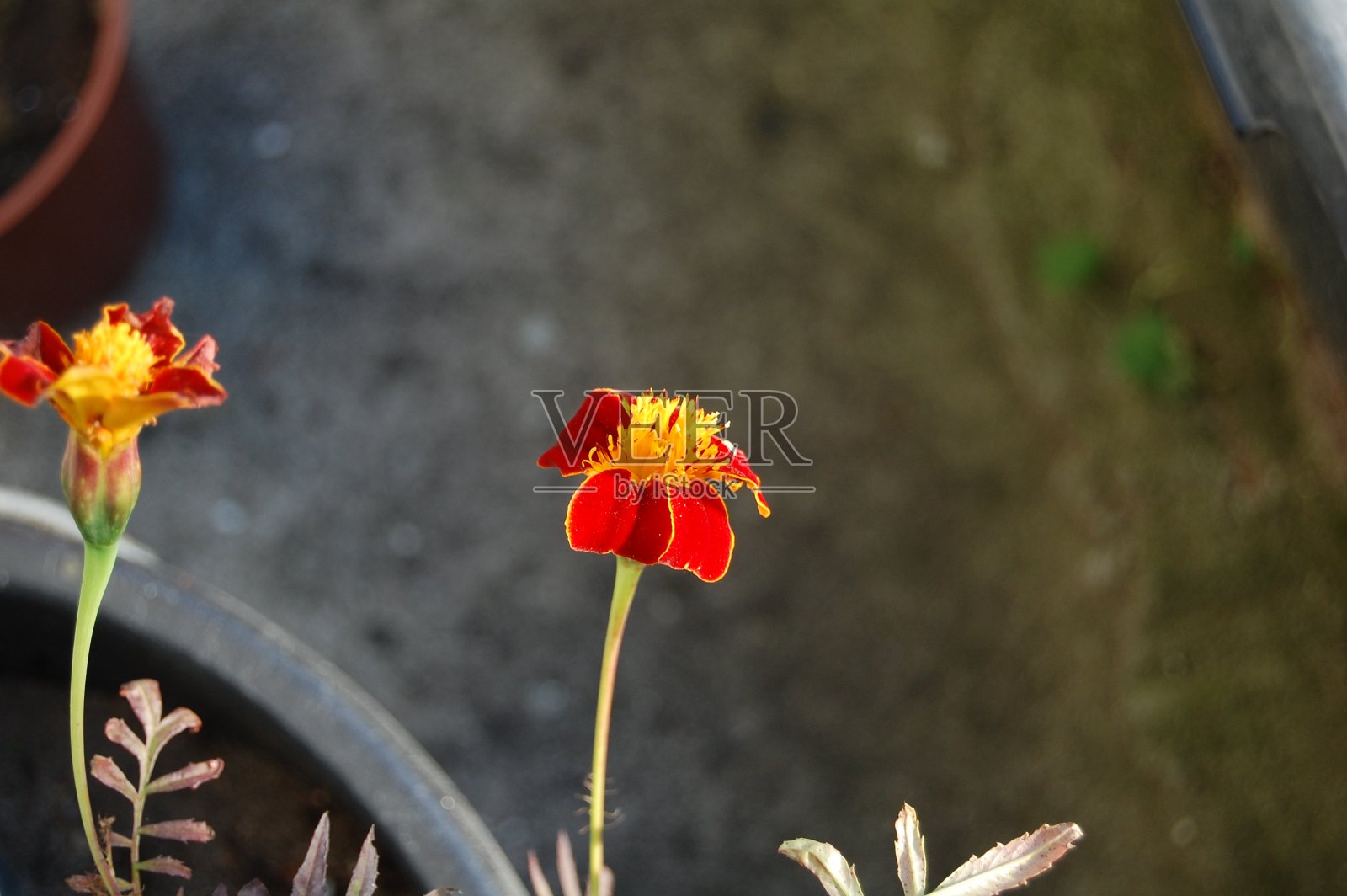 阳光下的两朵金盏花。照片摄影图片