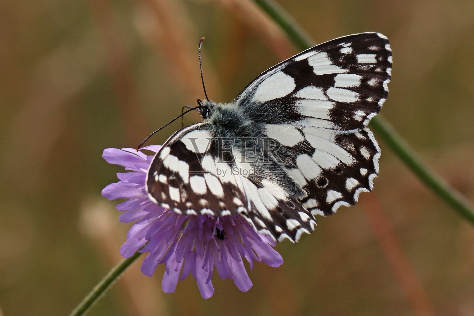 为了一个普通的蝴蝶板。照片摄影图片