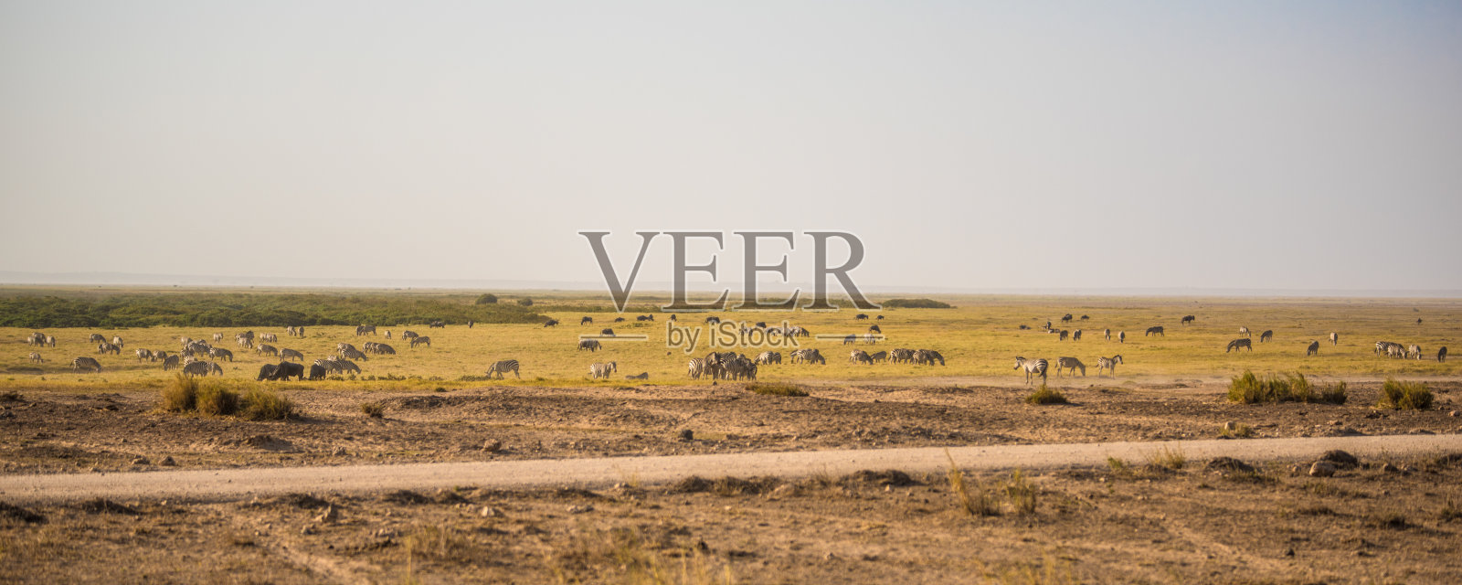 在野生的非洲大草原上有大量的动物照片摄影图片