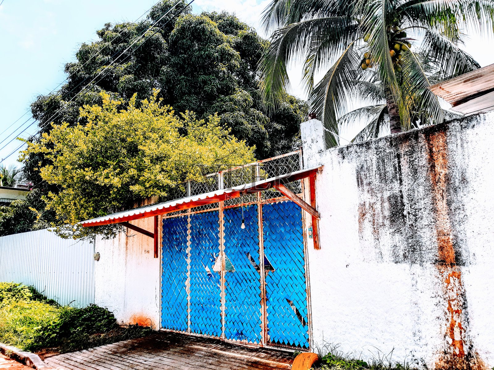 热带植物和丛林照片摄影图片