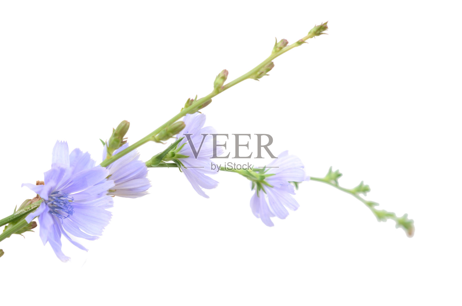 野生菊苣花孤立在白色背景上照片摄影图片