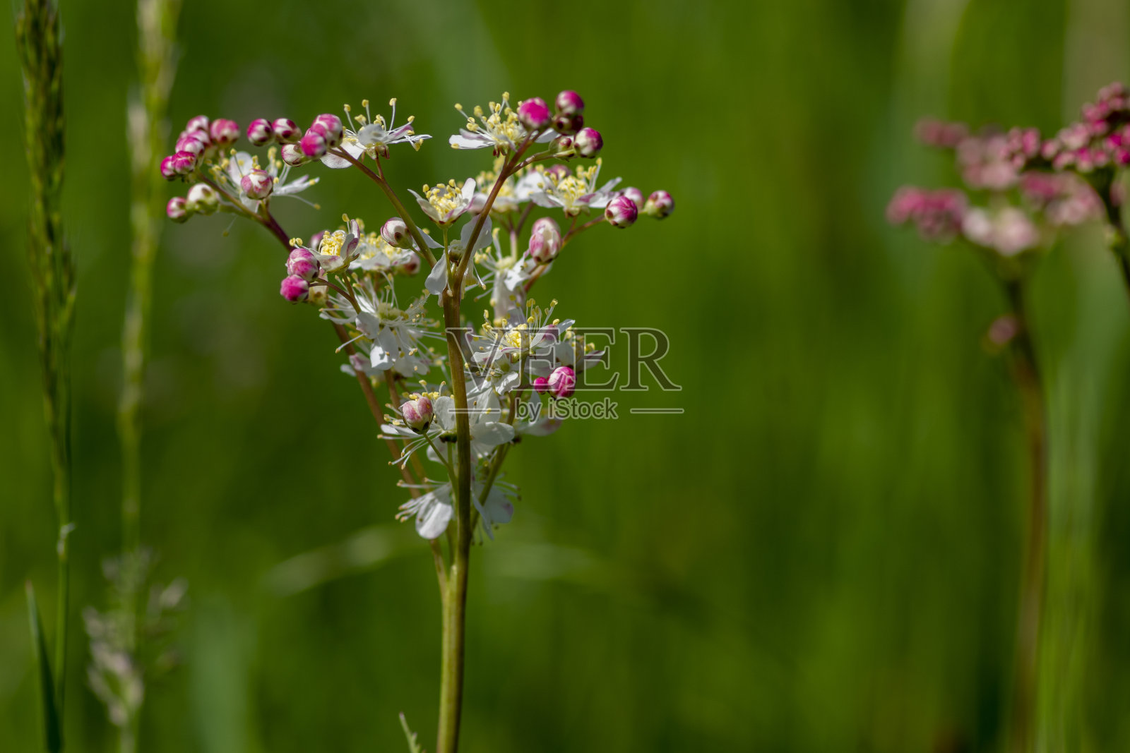 蕨叶蕨草是一种白色的草甸开花植物，细部的花朵在绽放照片摄影图片