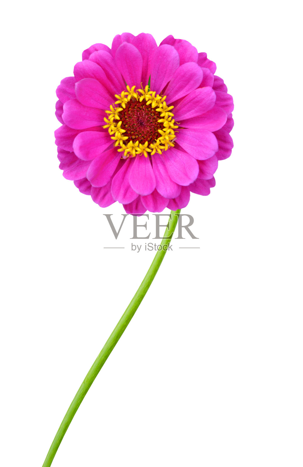 粉红色百日草优雅孤立在白色照片摄影图片