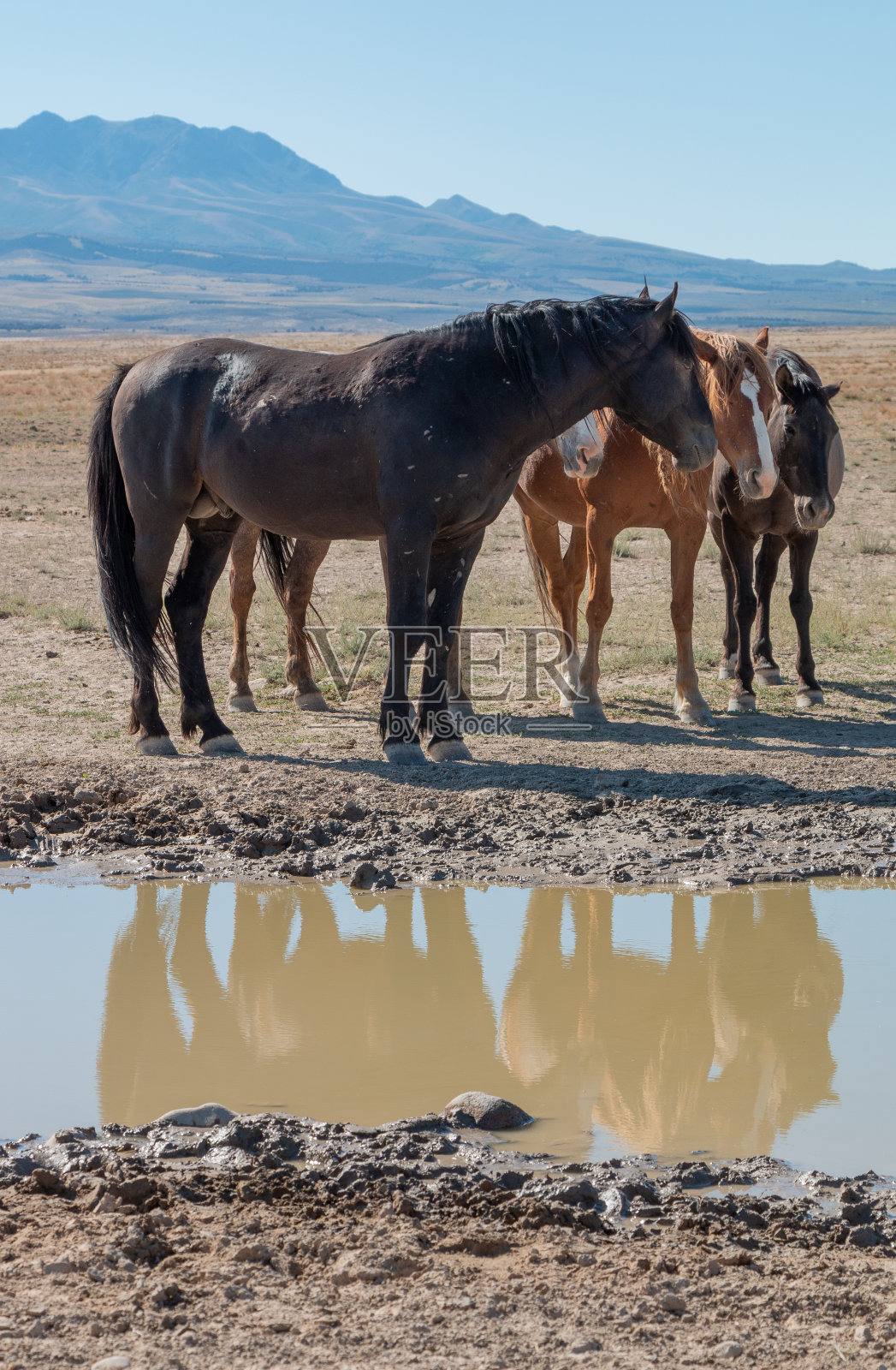 犹他沙漠中的野马照片摄影图片