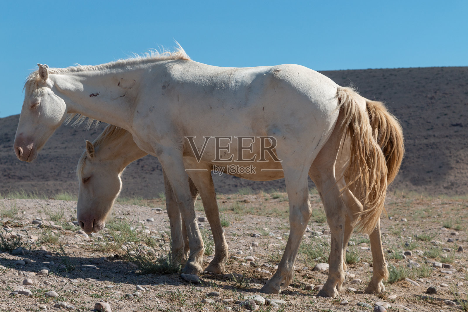 犹他沙漠中的野马照片摄影图片