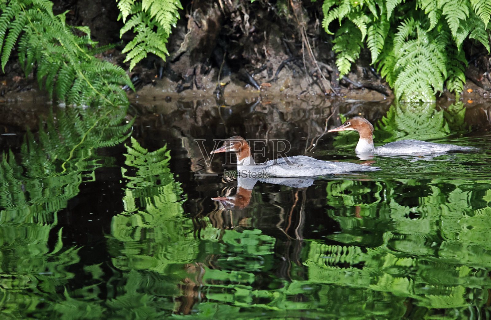 鹅在河边钓鱼照片摄影图片