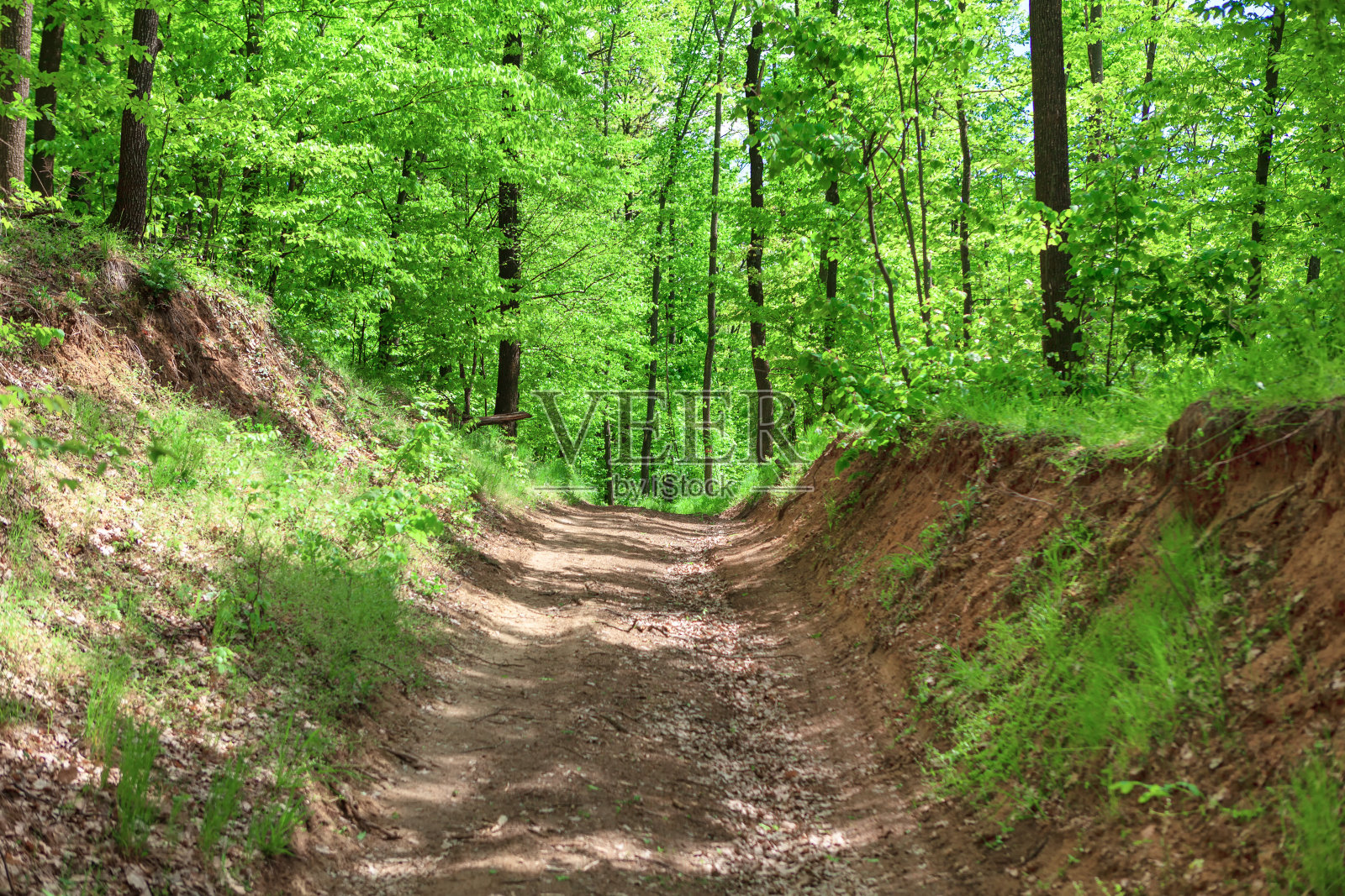 路在夏季落叶森林照片摄影图片