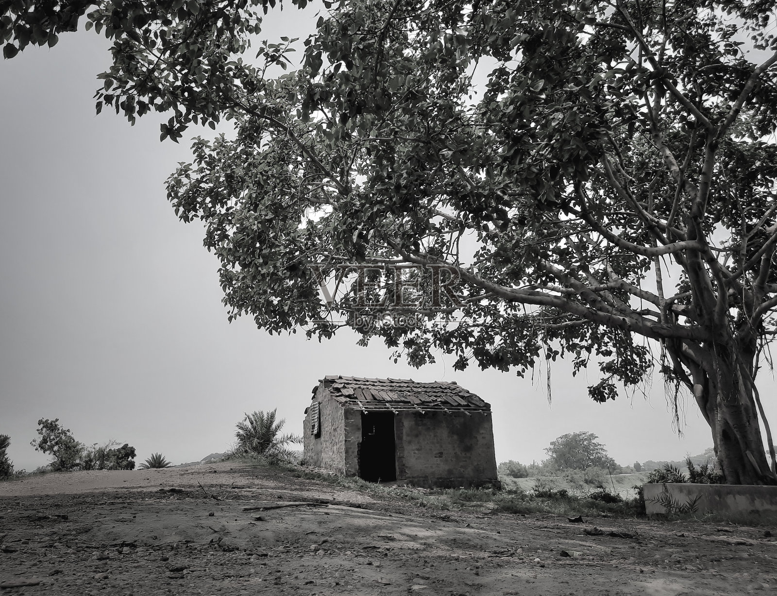 一间被遗弃的小屋或砖砌的棚屋，独自在乡村的自然之间，上面有一棵大榕树。景观。照片摄影图片
