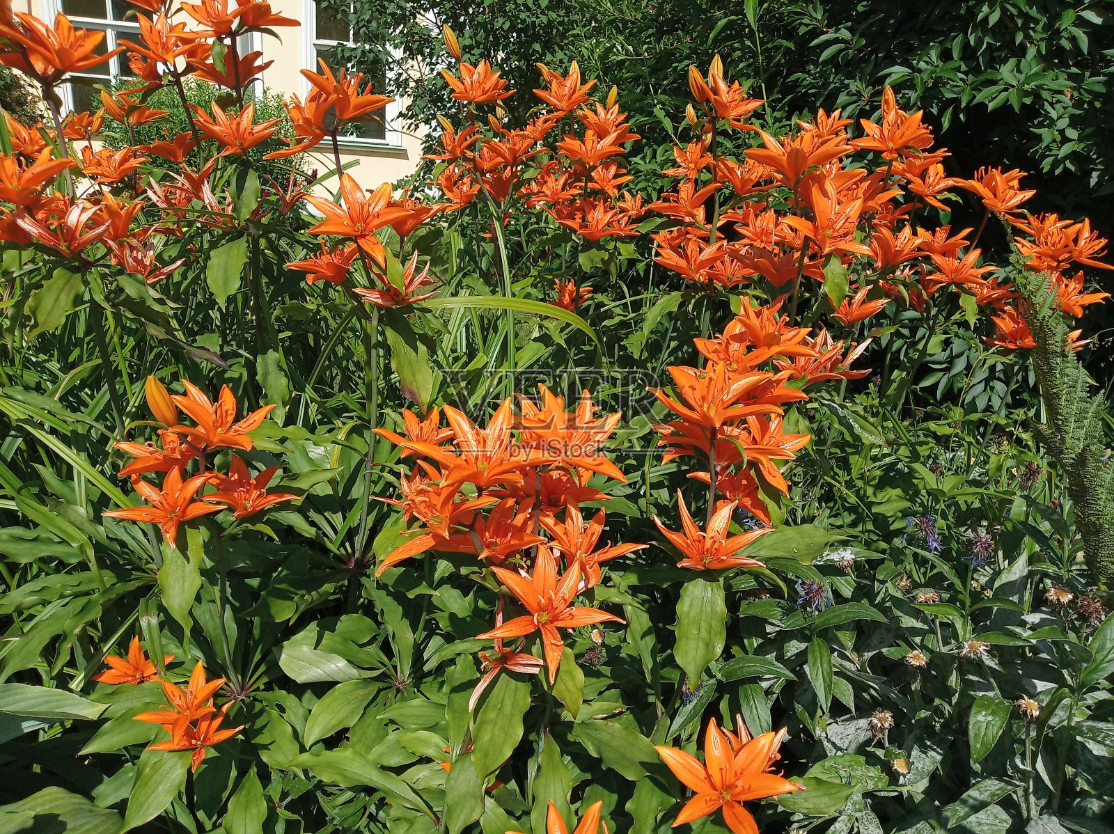 虎莲照片照片摄影图片