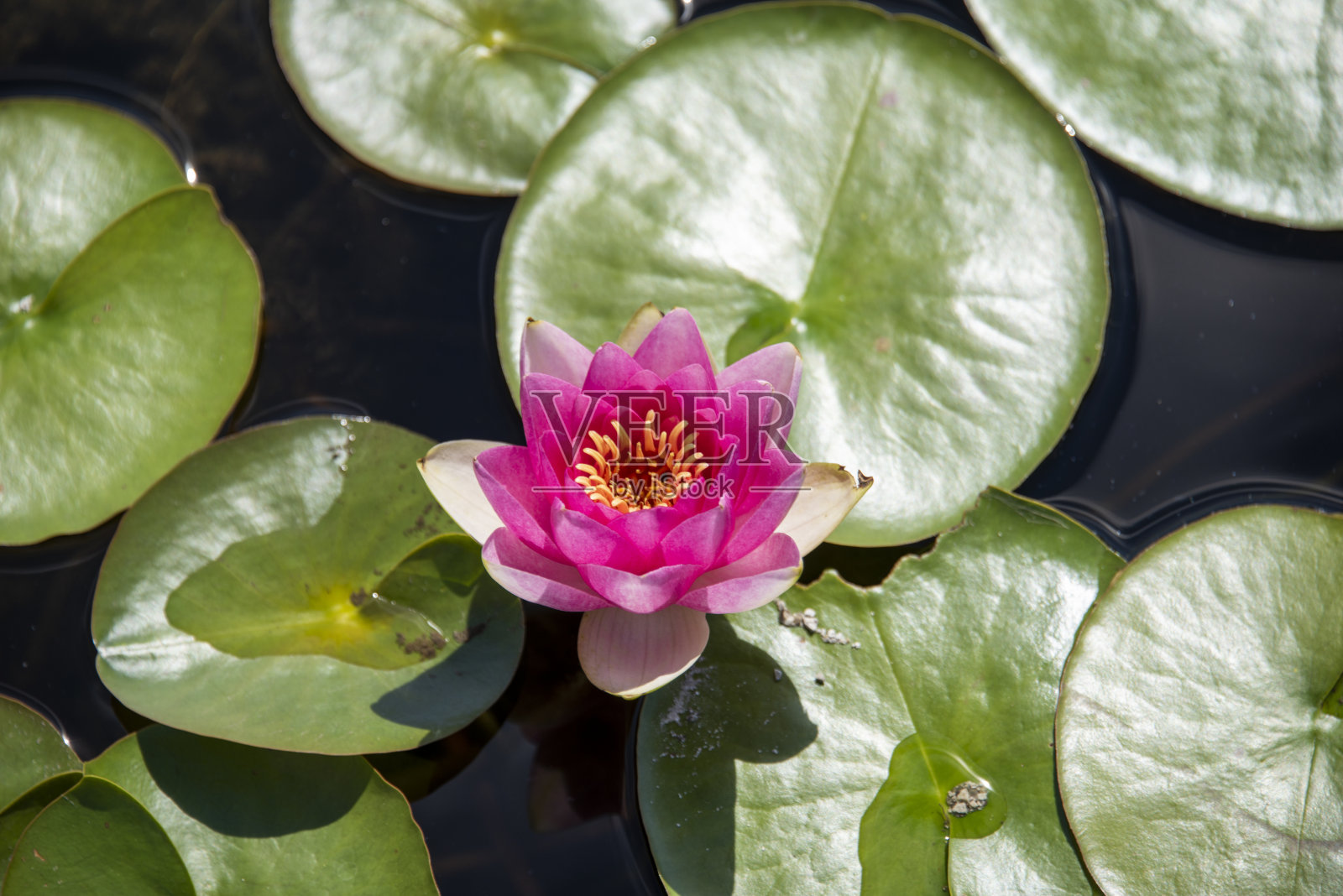 睡莲照片摄影图片