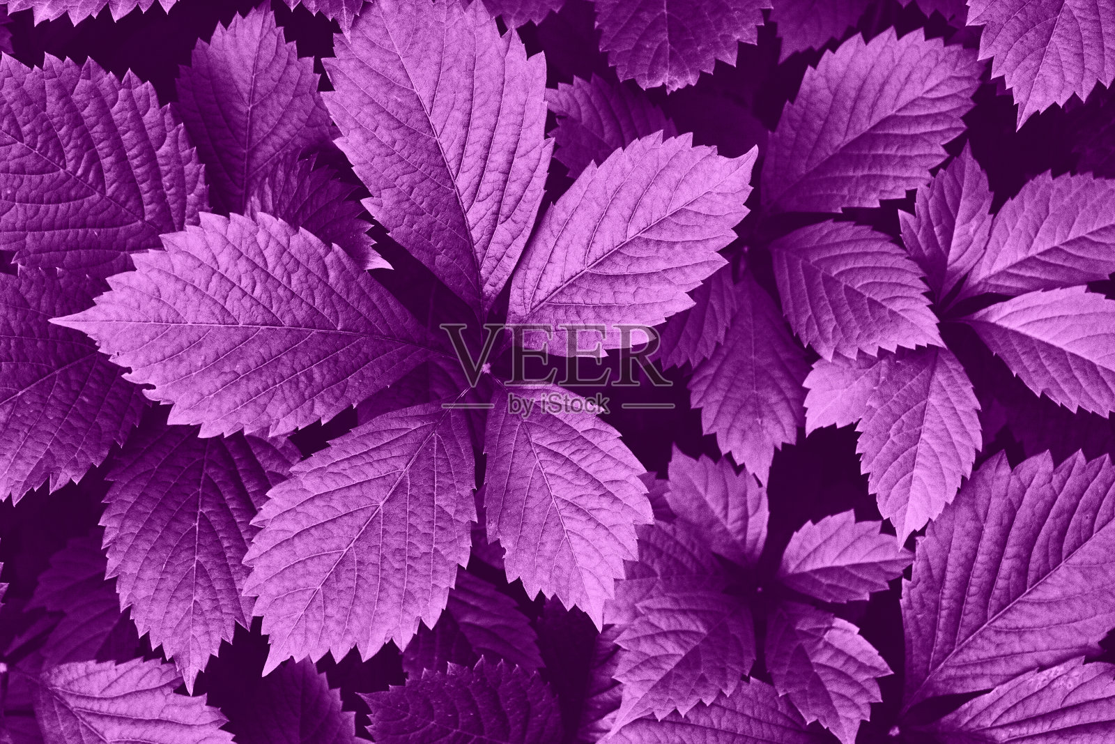 鲜亮紫色的葡萄叶子特写。美丽的艺术自然背景照片摄影图片