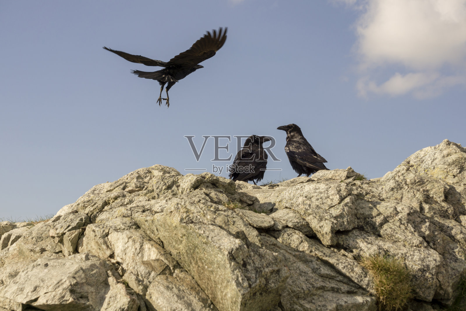 塔特拉的渡鸦。照片摄影图片