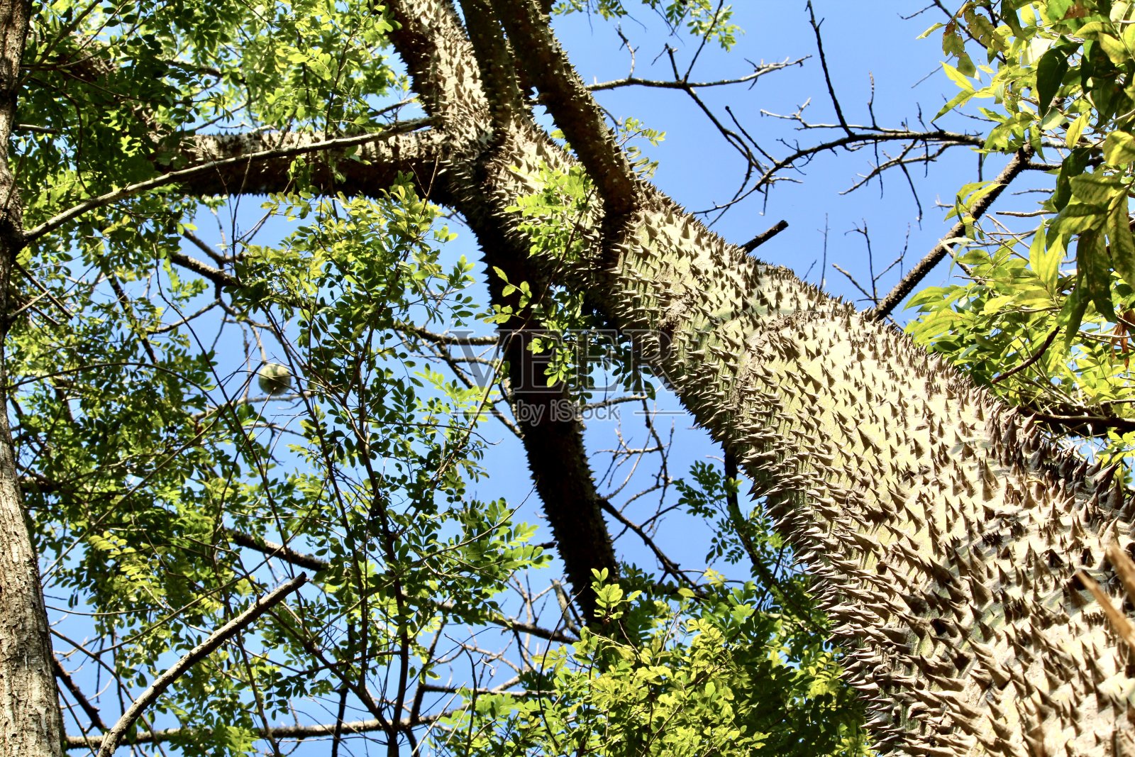 巴涅拉树干照片摄影图片