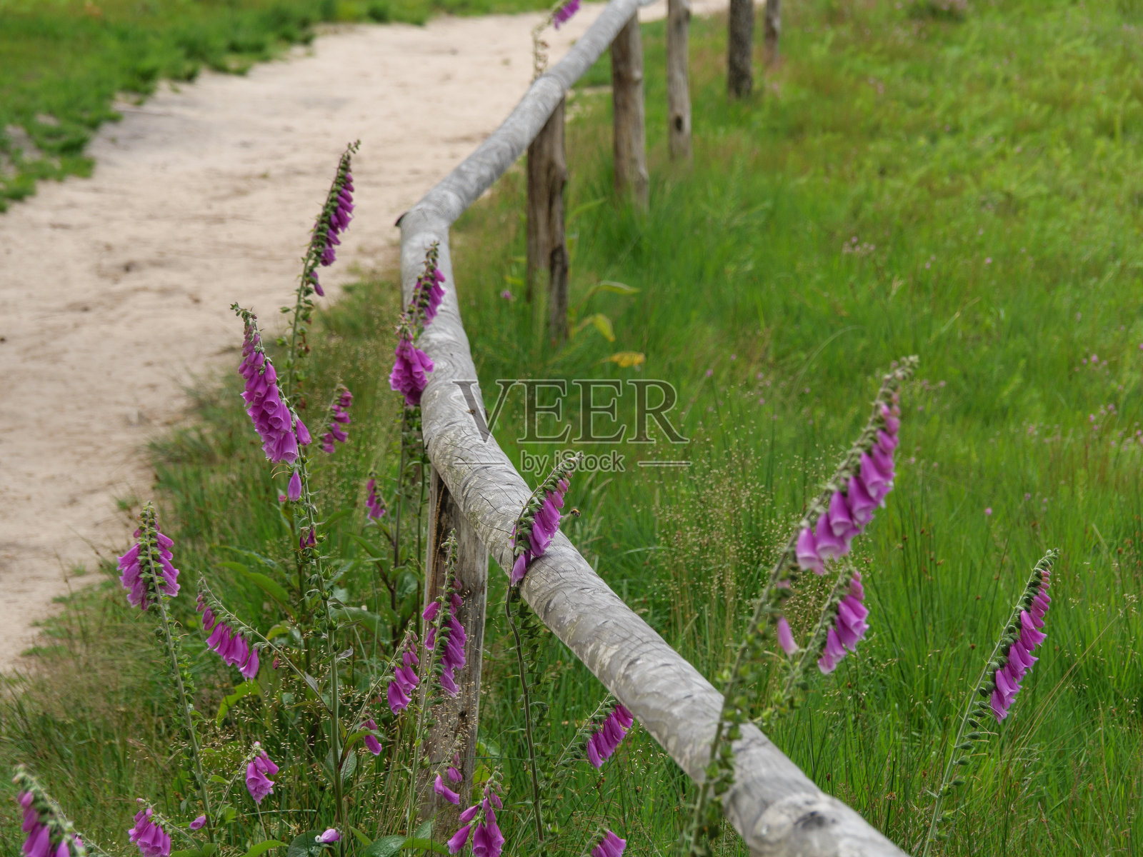 在德国迪尔斯福特的森林里照片摄影图片