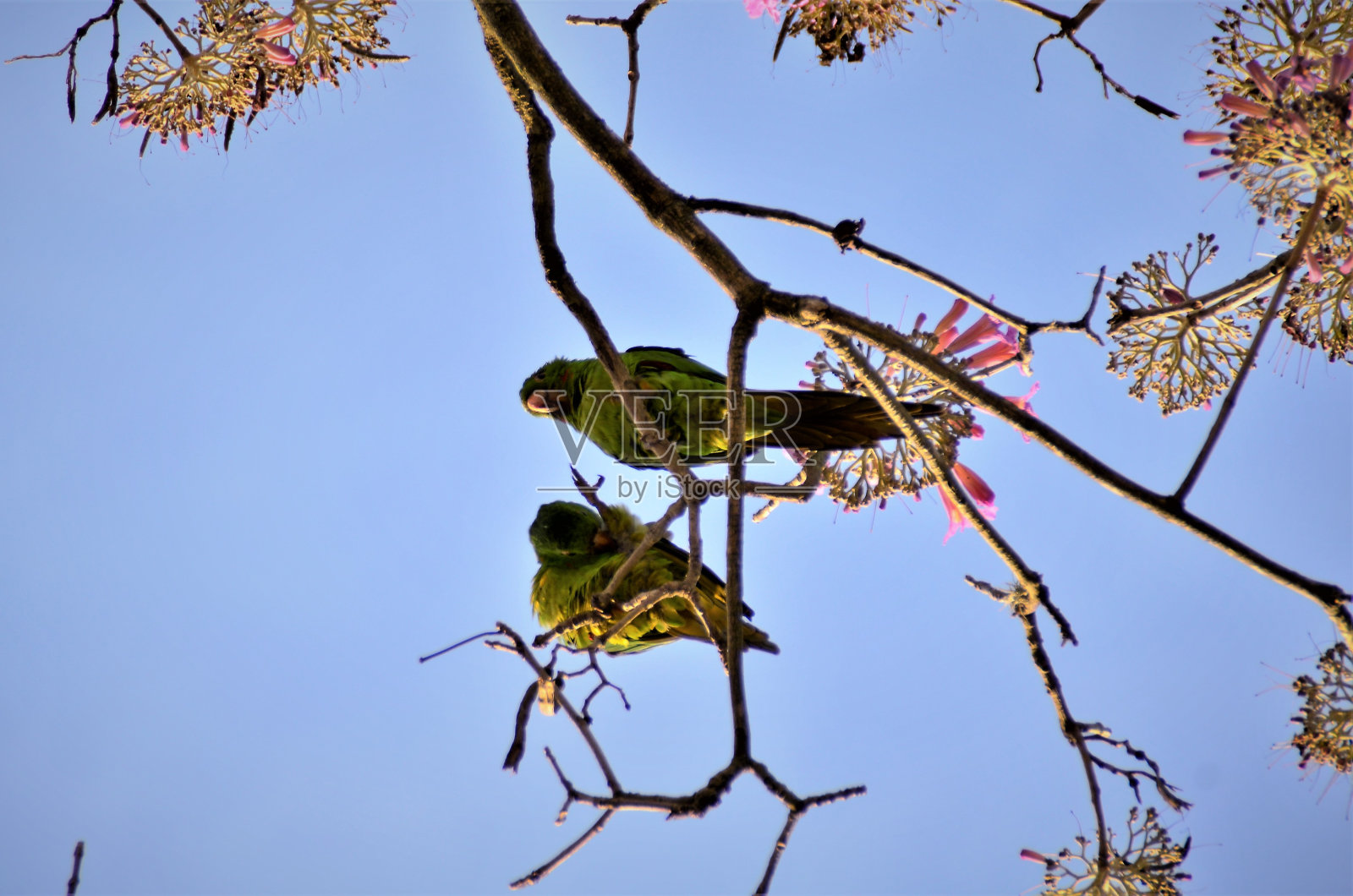 鸟白眼鹦鹉爬到树顶照片摄影图片