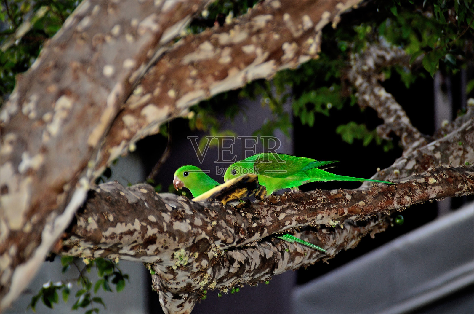 两只红眉姬鹟在后院品尝香蕉照片摄影图片