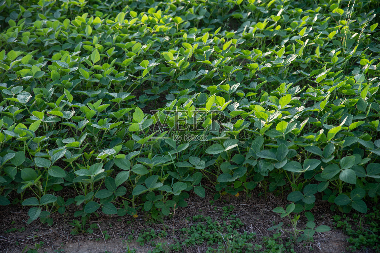 绿色大豆植物在农业领域的特写照片摄影图片