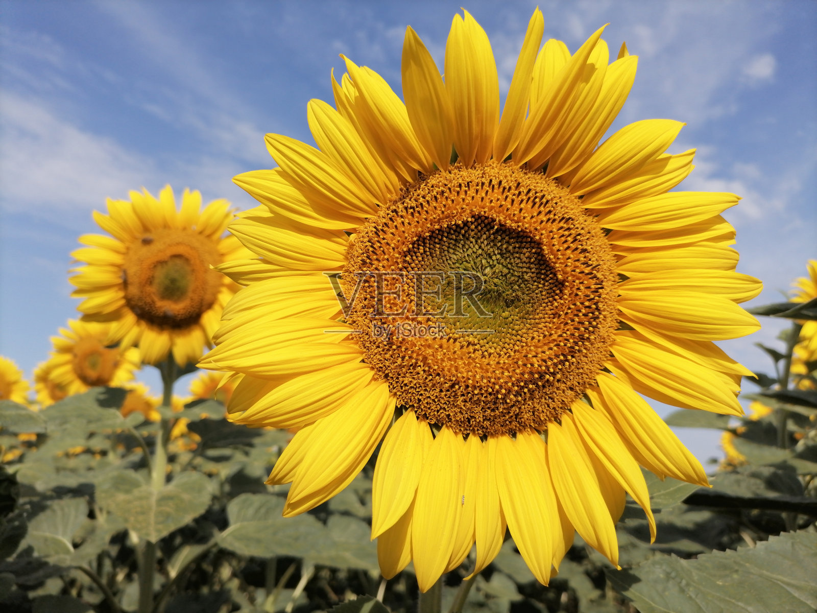 向日葵头和花瓣的特写。背景是蓝色的天空。美丽的风景。照片摄影图片