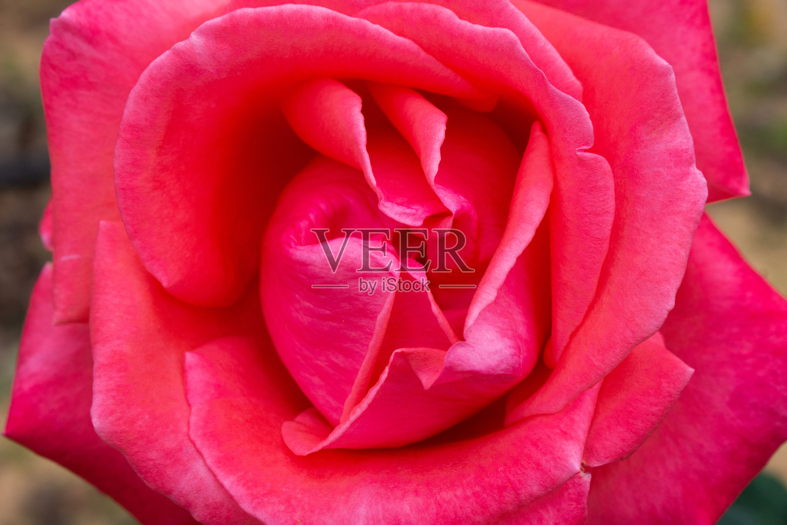 鲜艳的猩红色玫瑰特写照片摄影图片