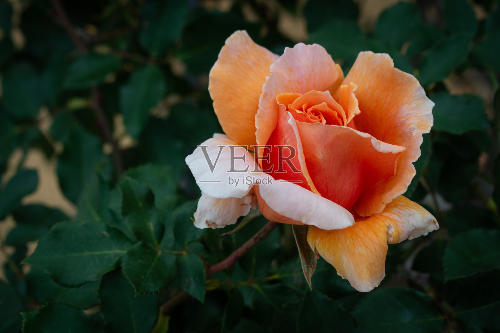 灌木丛中孤独的茶玫瑰照片摄影图片