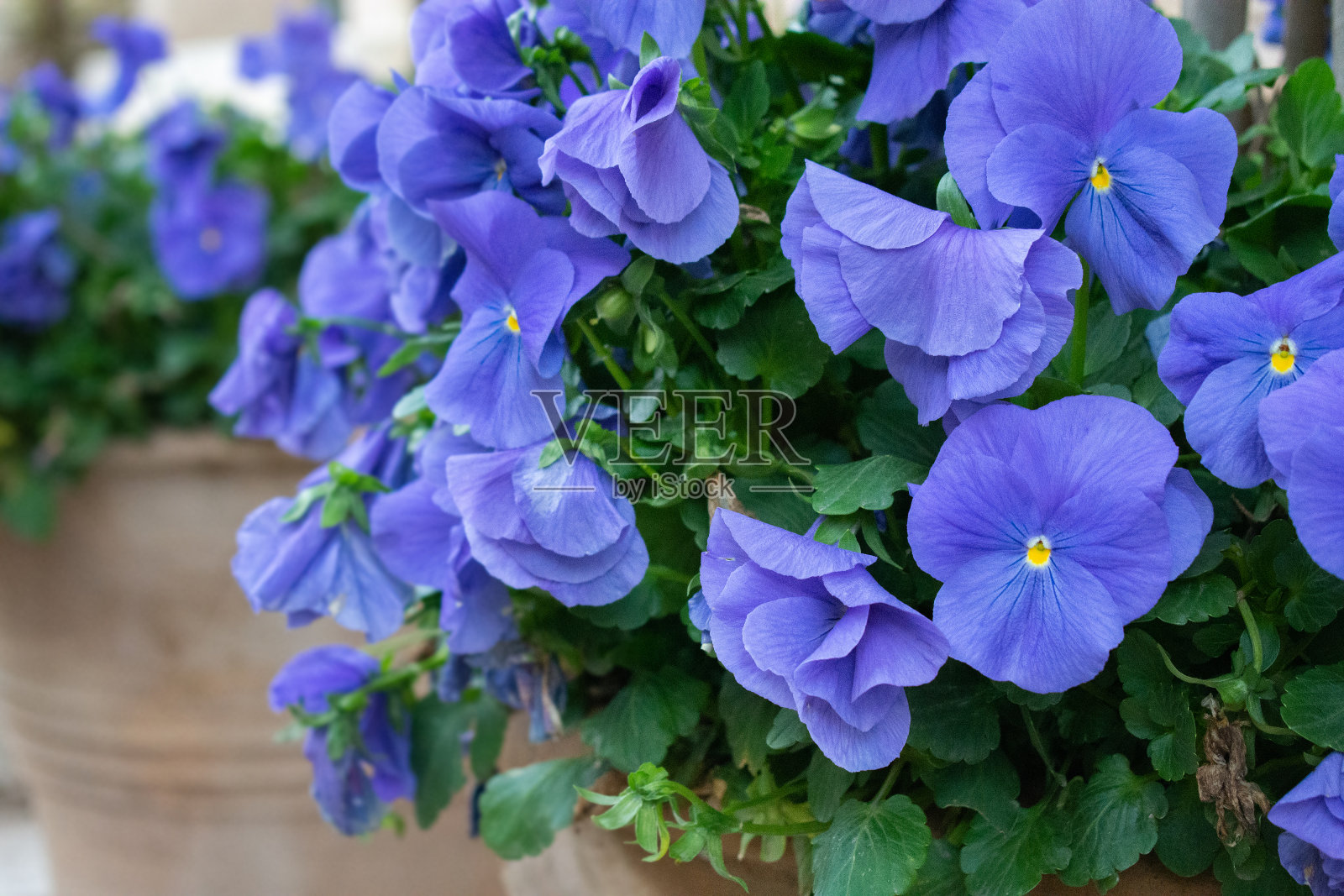 黄色中心的淡紫色花朵照片摄影图片