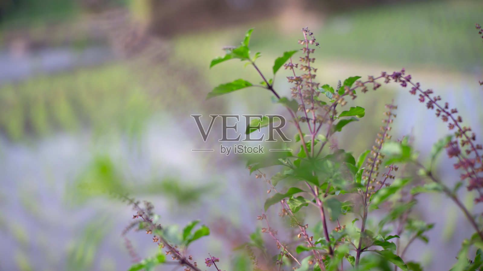 稻田视图照片摄影图片