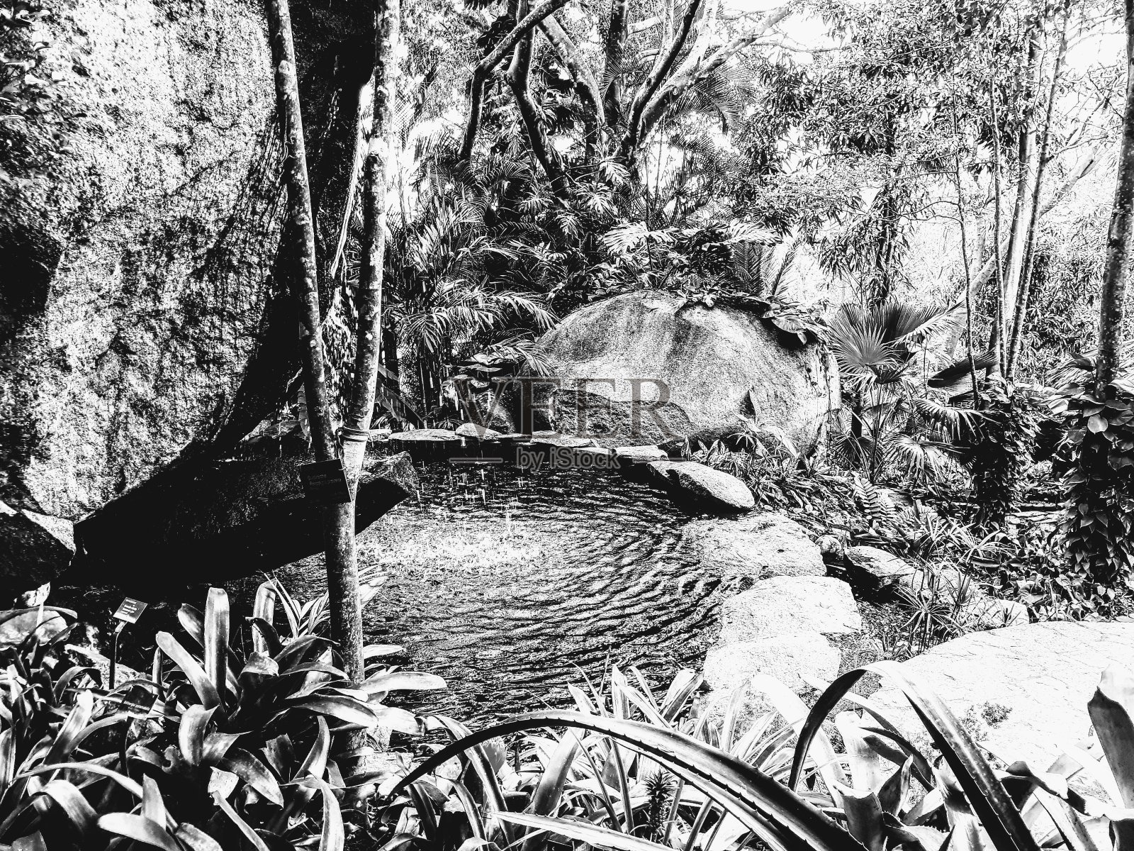 丛林植物园，有池塘和瀑布照片摄影图片