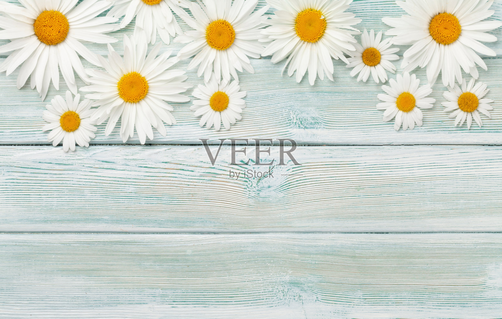 洋甘菊花卉背景。花园甘菊照片摄影图片