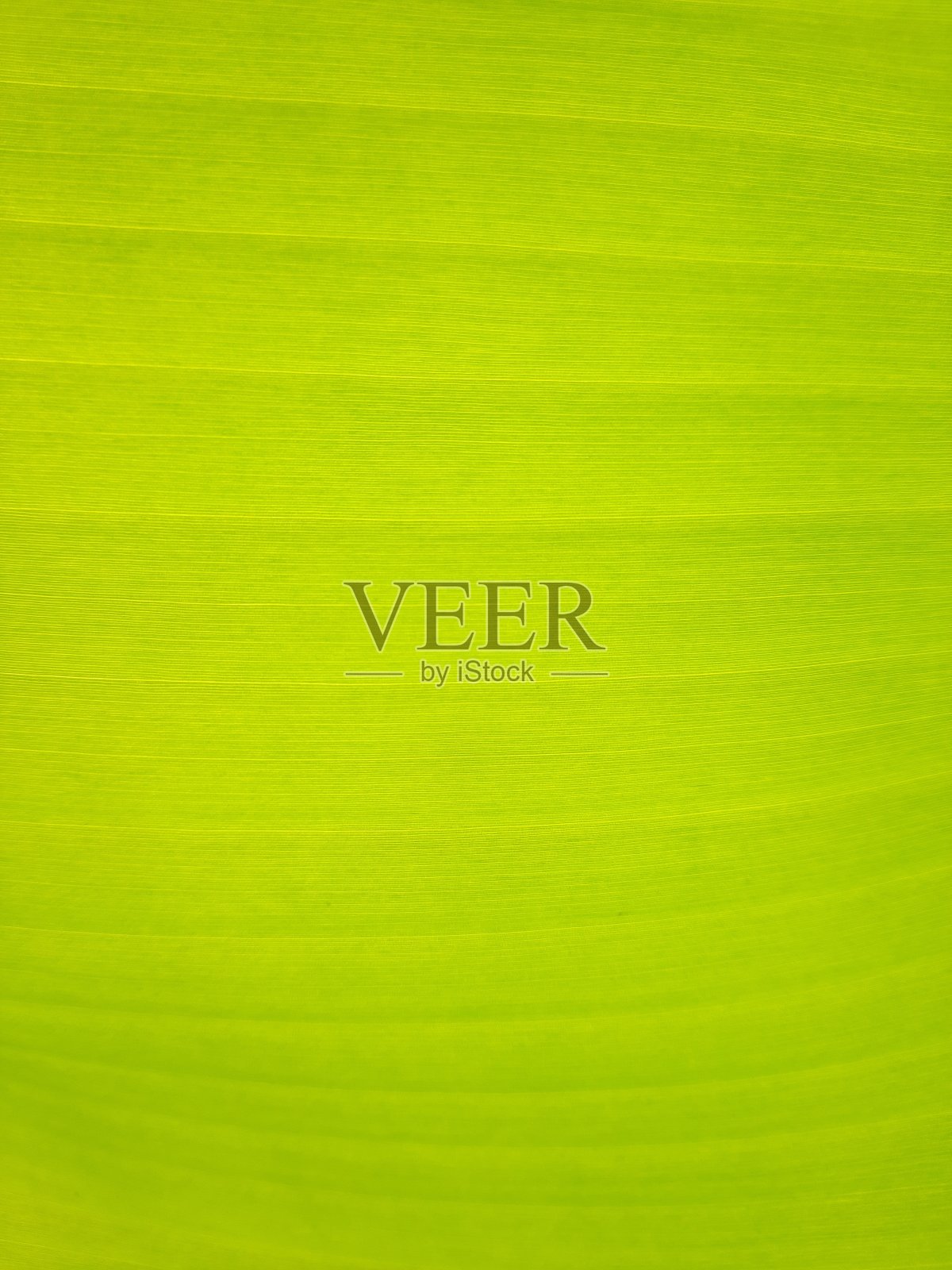 香蕉叶和质地照片摄影图片