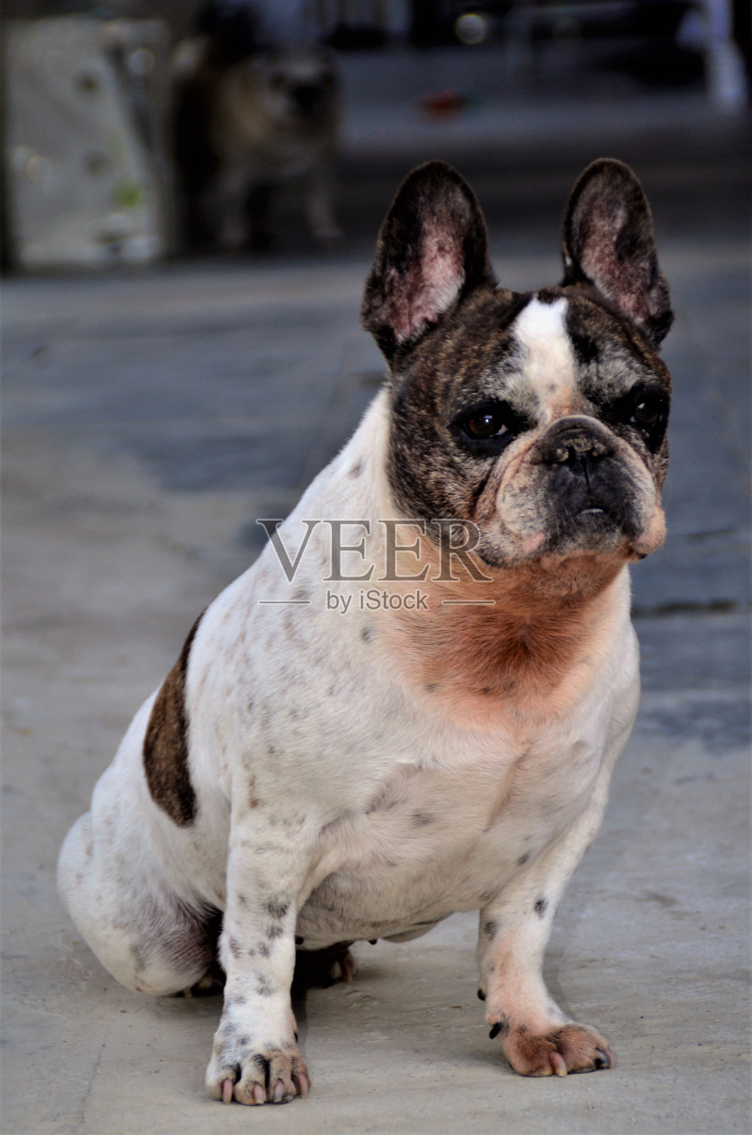 一只法国斗牛犬坐在车库里照片摄影图片