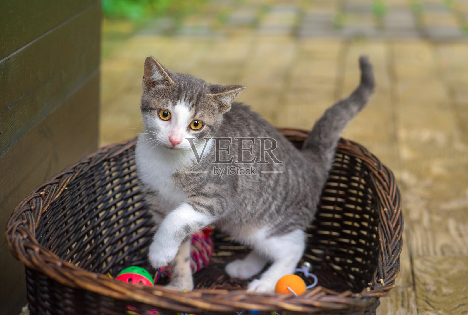 一只在柳条篮子里举起爪子的虎斑猫照片摄影图片