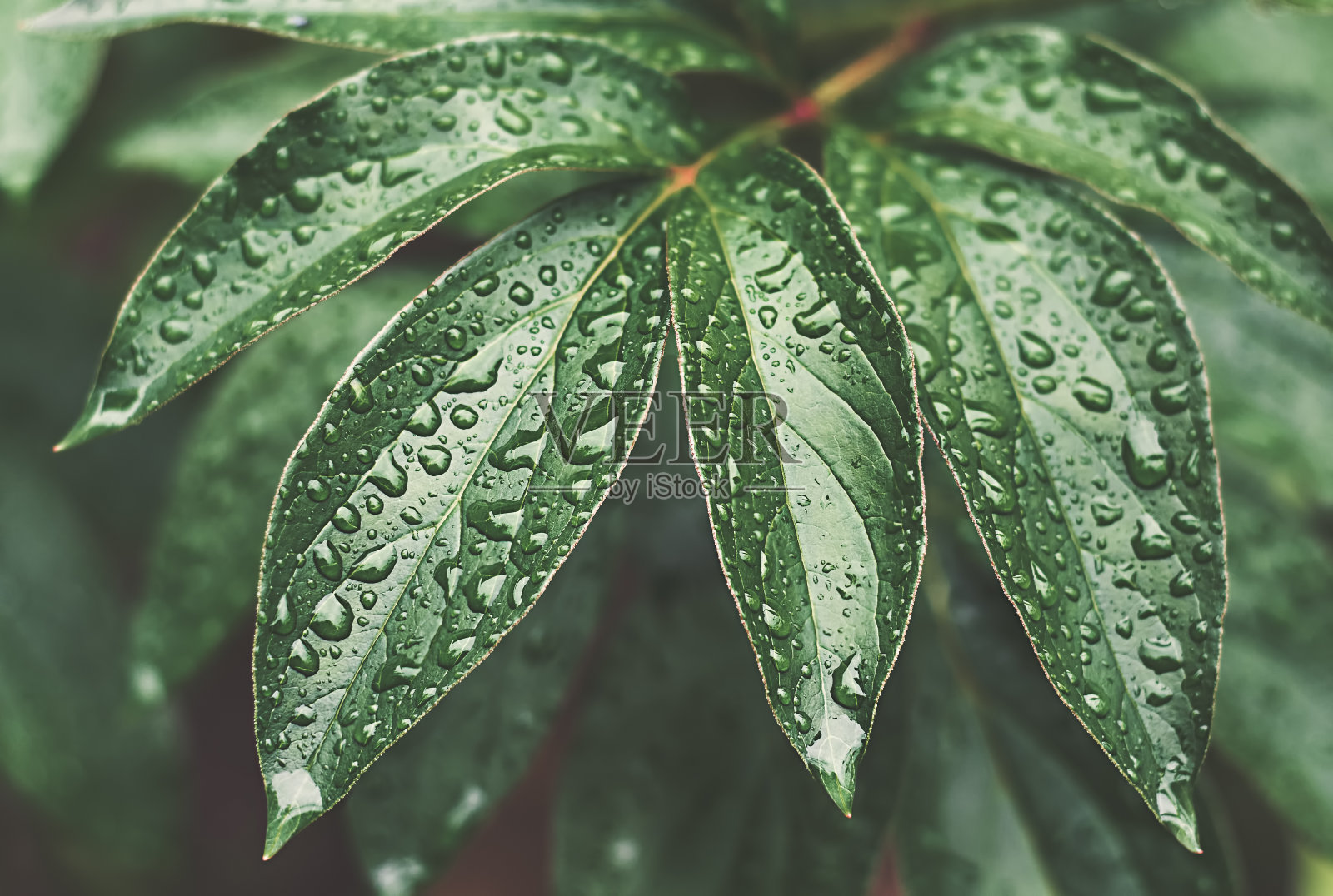 绿牡丹的叶子带着雨滴照片摄影图片