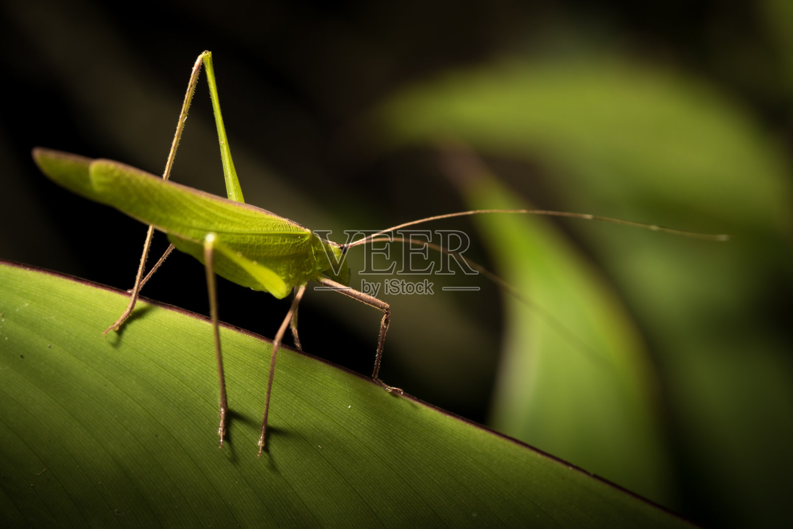 小蚱蜢。照片摄影图片