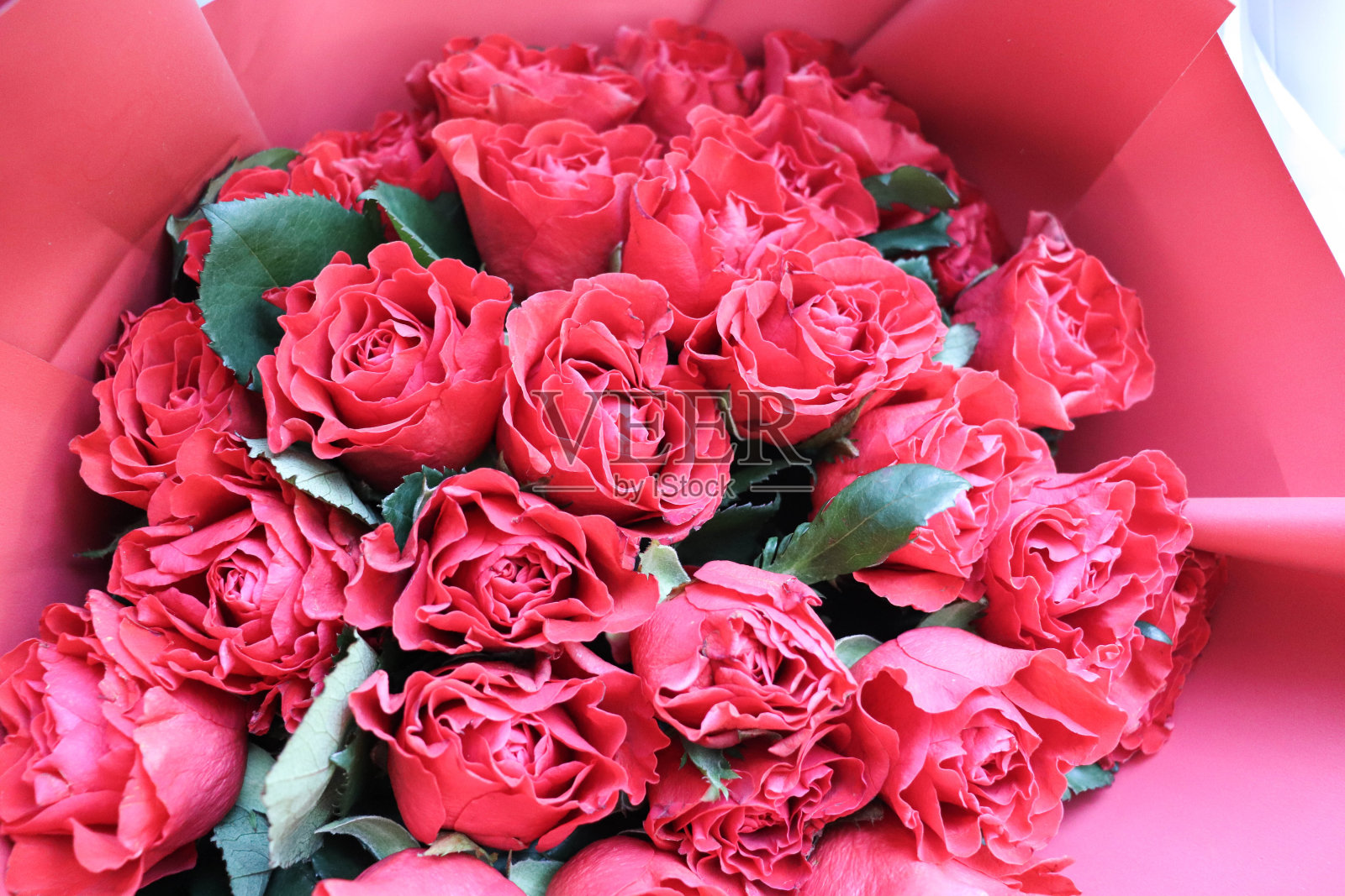 一束红玫瑰照片摄影图片