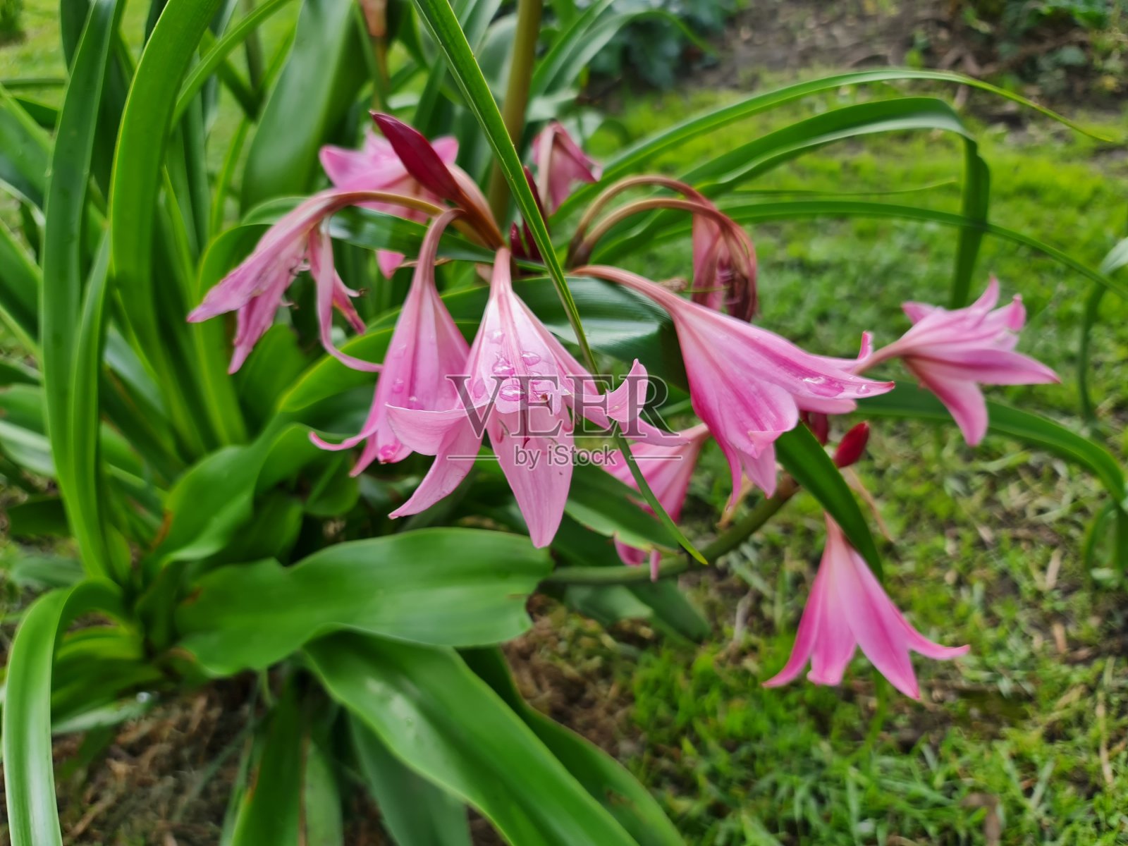 用于公园和花园装饰的鲜花照片摄影图片