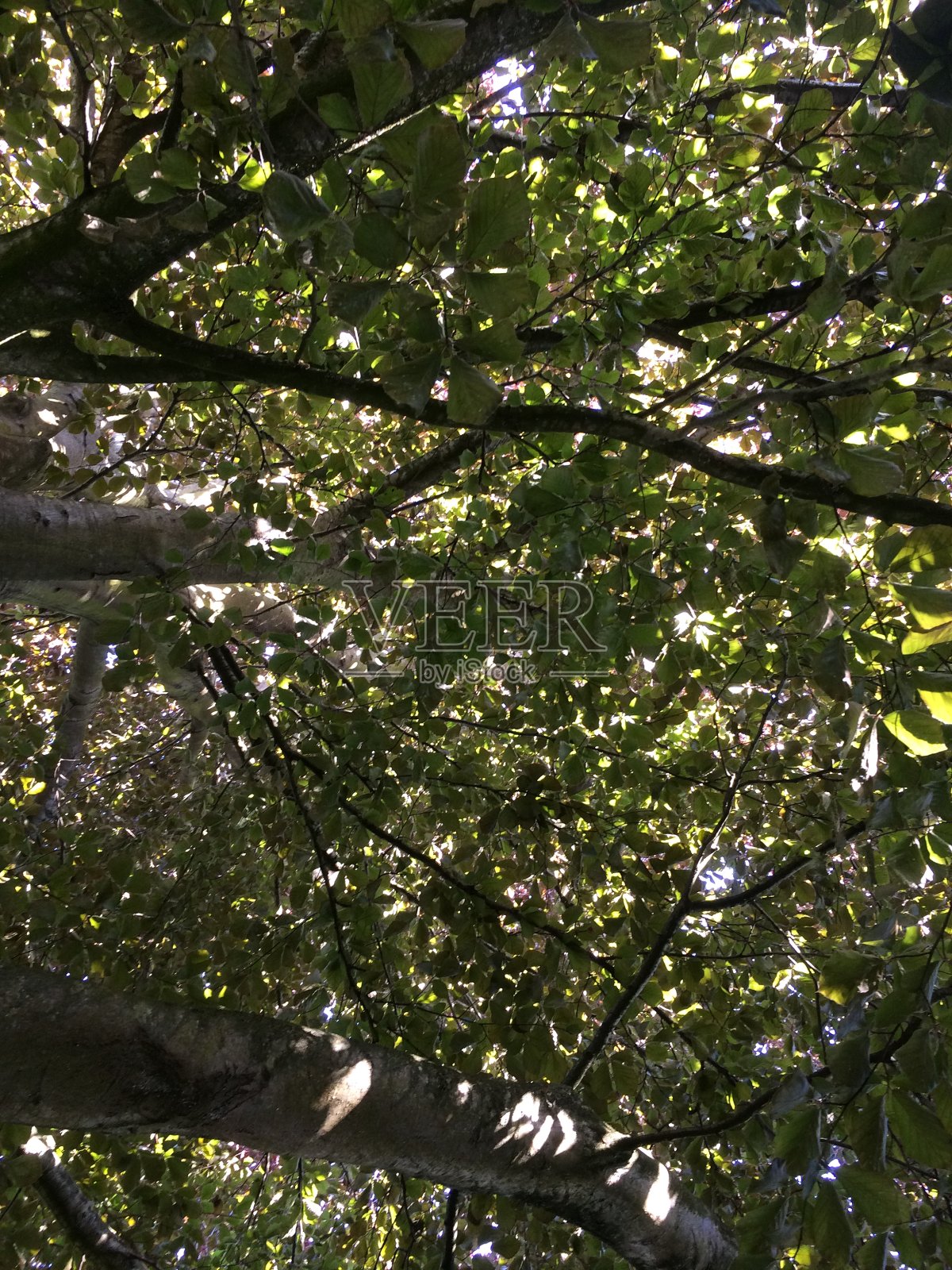 铜山毛榉树冠照片摄影图片