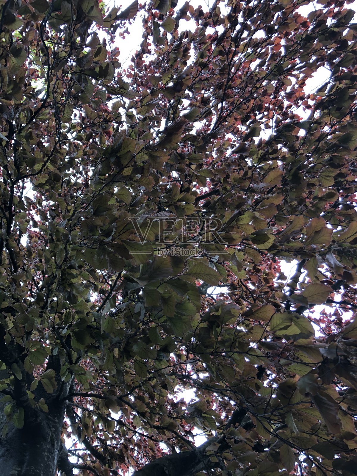 铜山毛榉树冠照片摄影图片