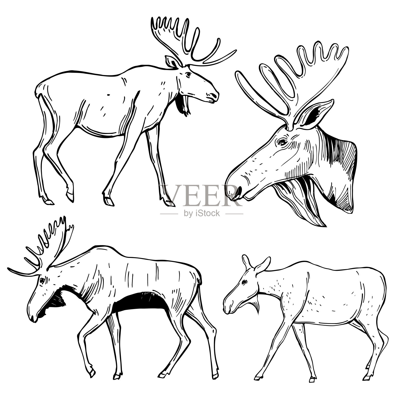 麋鹿。矢量插图。插画图片素材