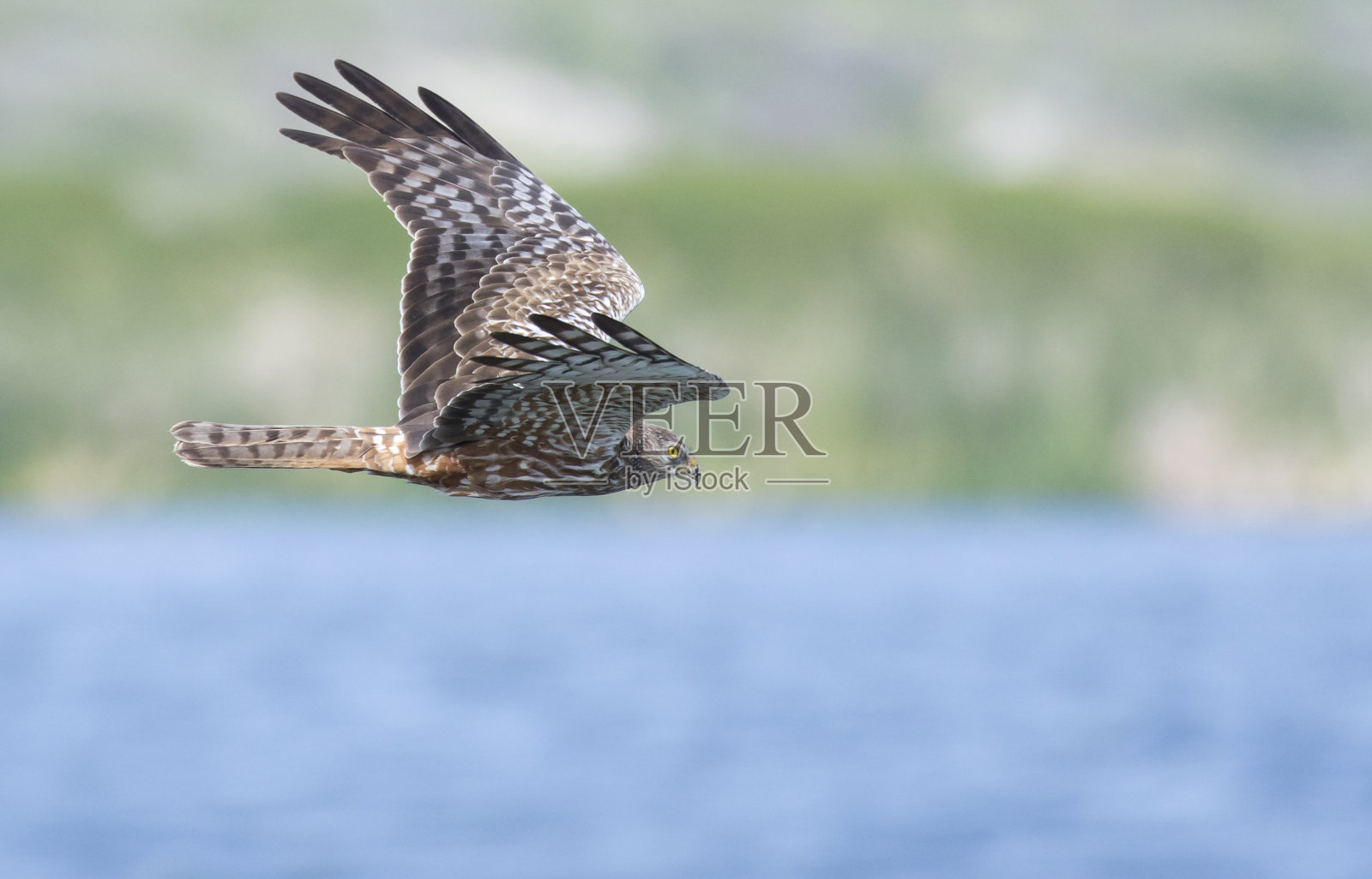 非洲灰鹞向右飞，背景是水照片摄影图片