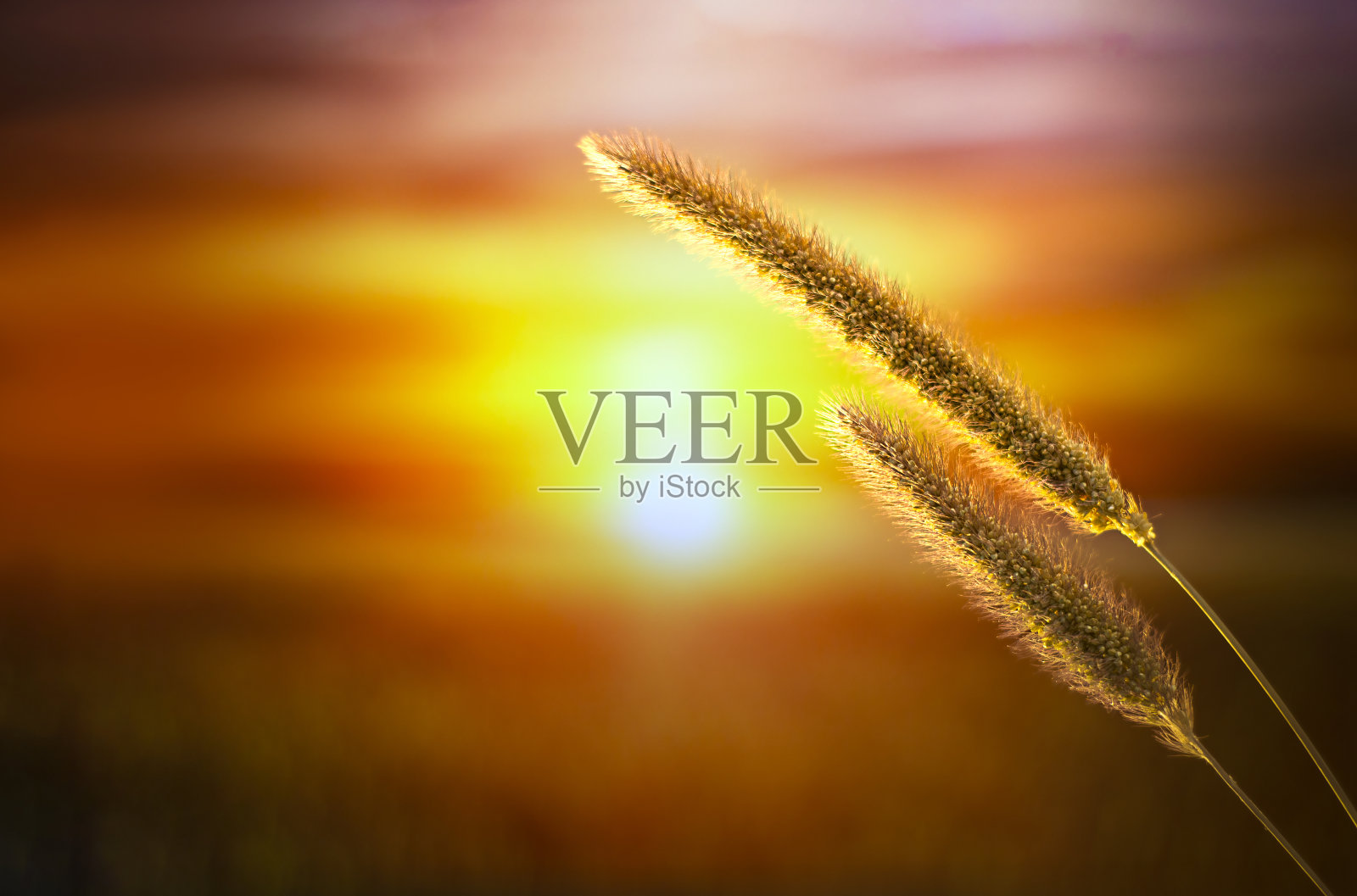 小穗特写，以美丽的日落为背景。照片摄影图片