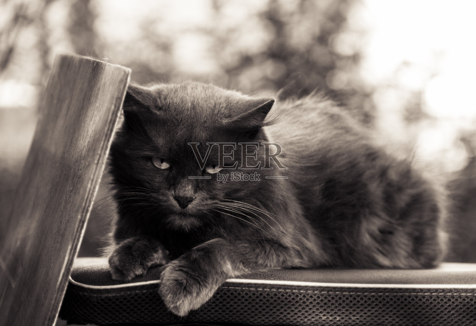 一只愤怒的猫的肖像。单色照片摄影图片