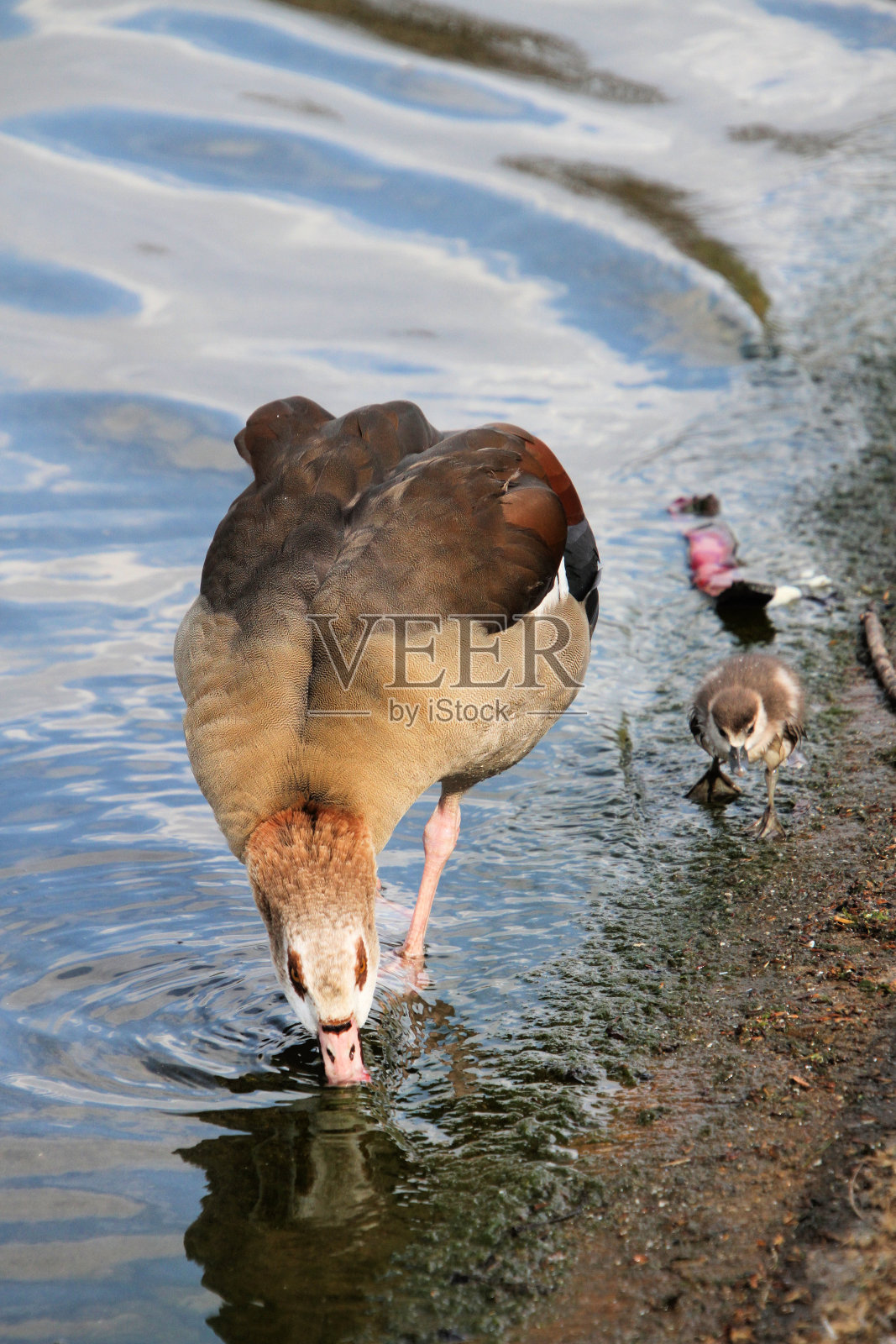 埃及鹅的特写照片摄影图片