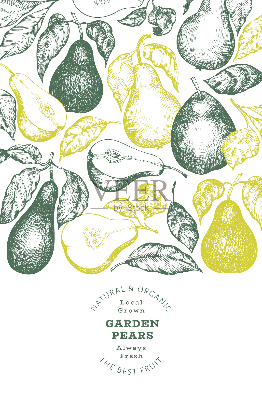 梨图案模板手绘花园水果插画图片素材