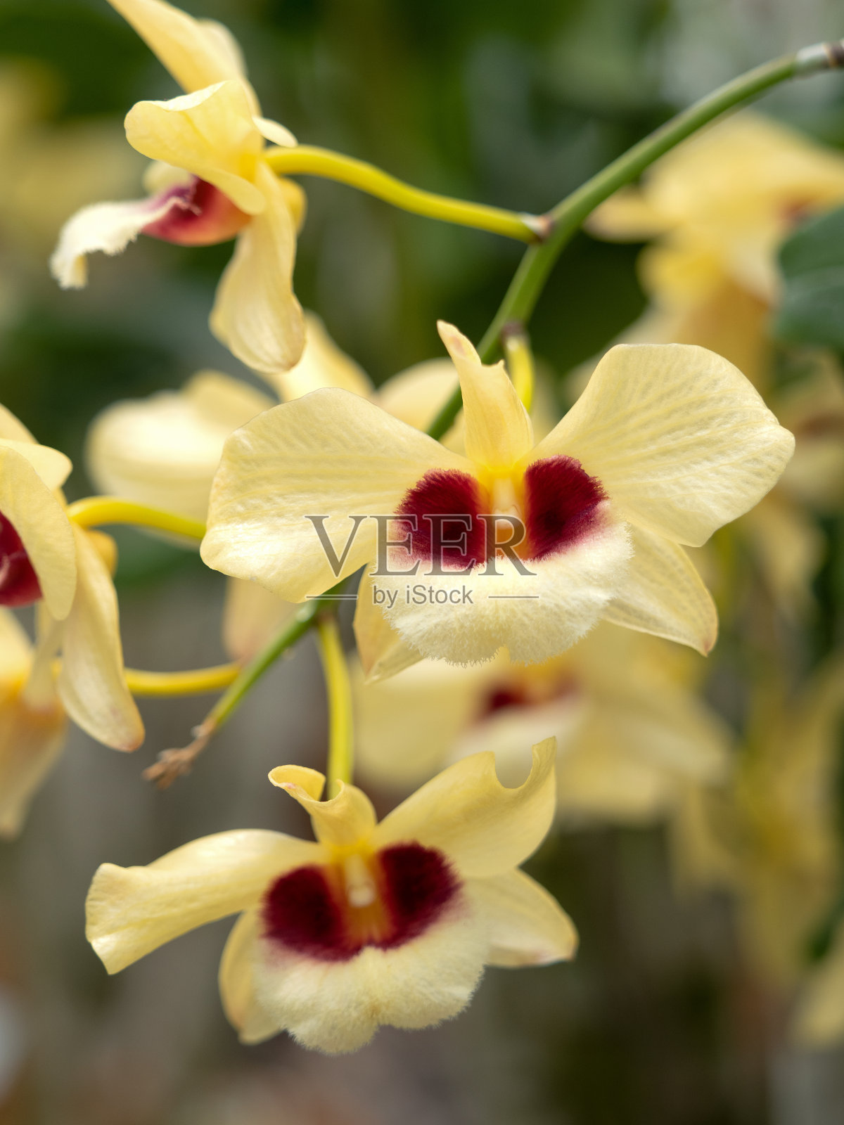 西方兰花，石斛兰照片摄影图片