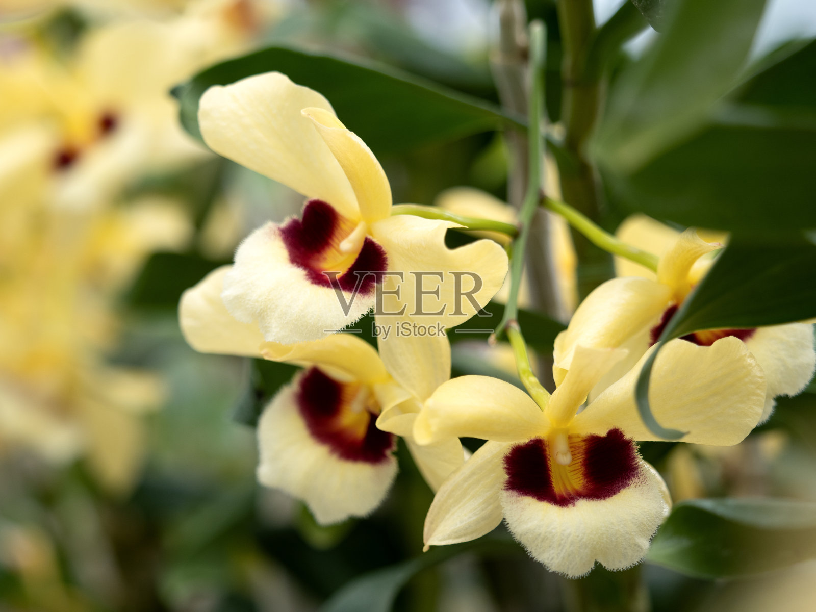 西方兰花，石斛兰照片摄影图片