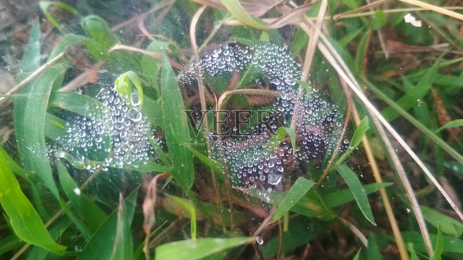 水在蜘蛛网照片摄影图片