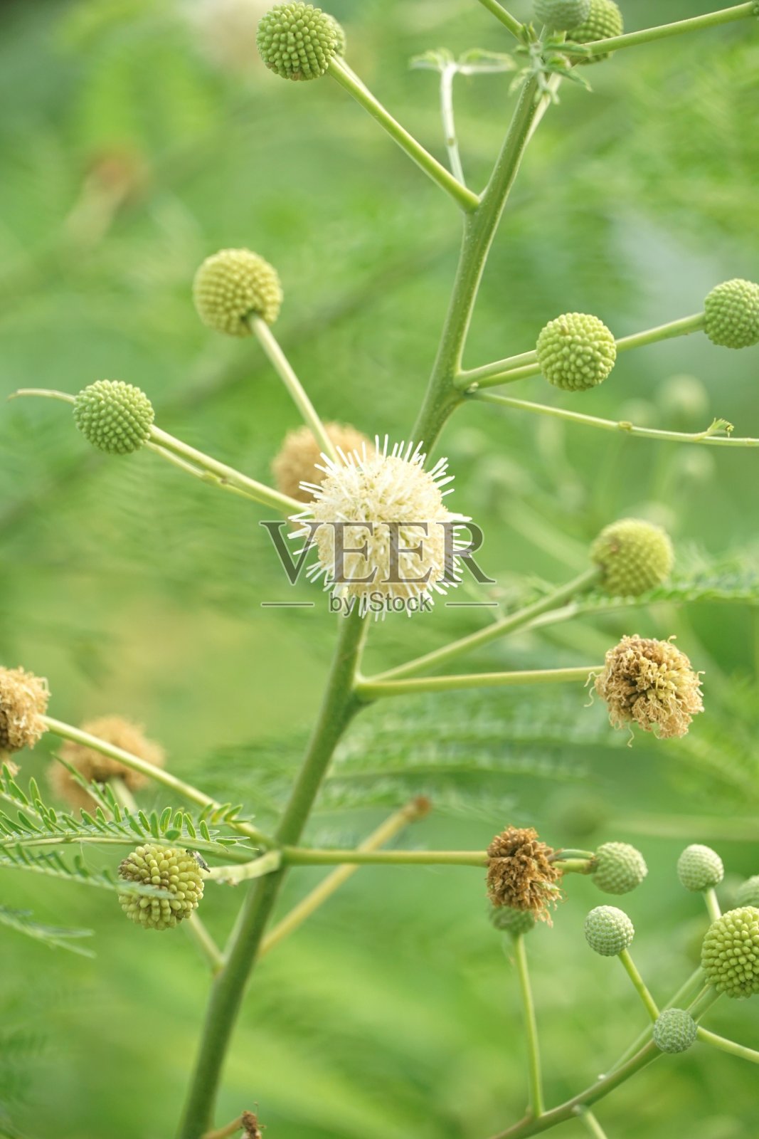 新银合欢在自然园林中的花朵照片摄影图片