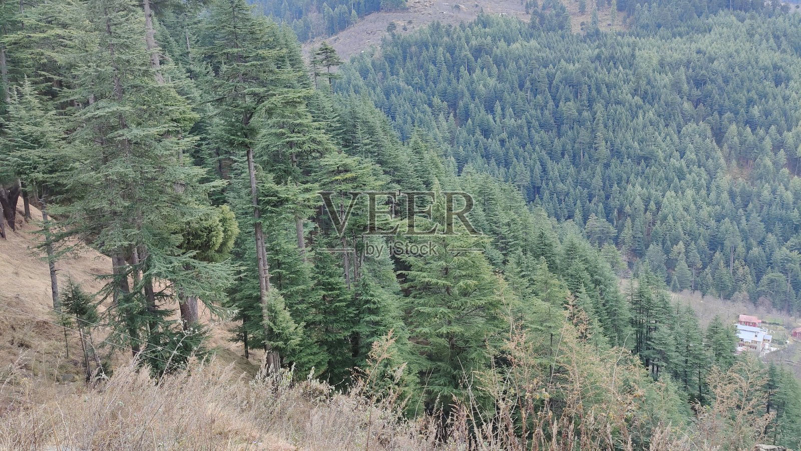 美丽的绿色林间空地与背景树在山上与雨云。自然背景。照片摄影图片