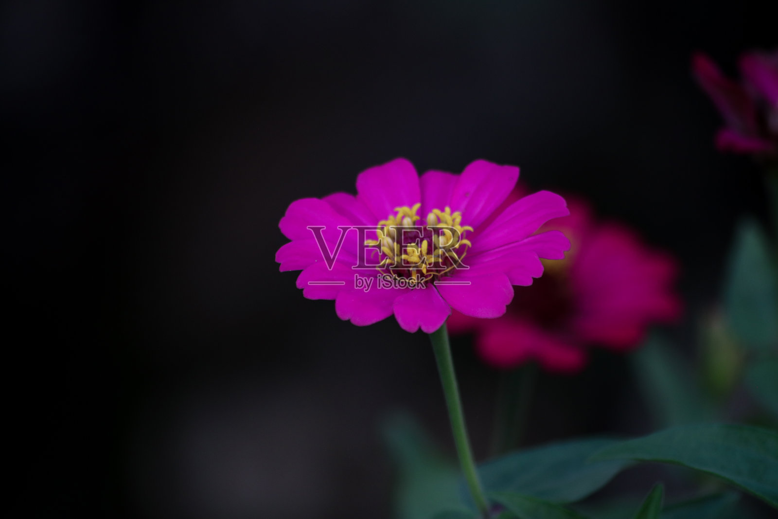 花园里盛开着美丽的花朵照片摄影图片