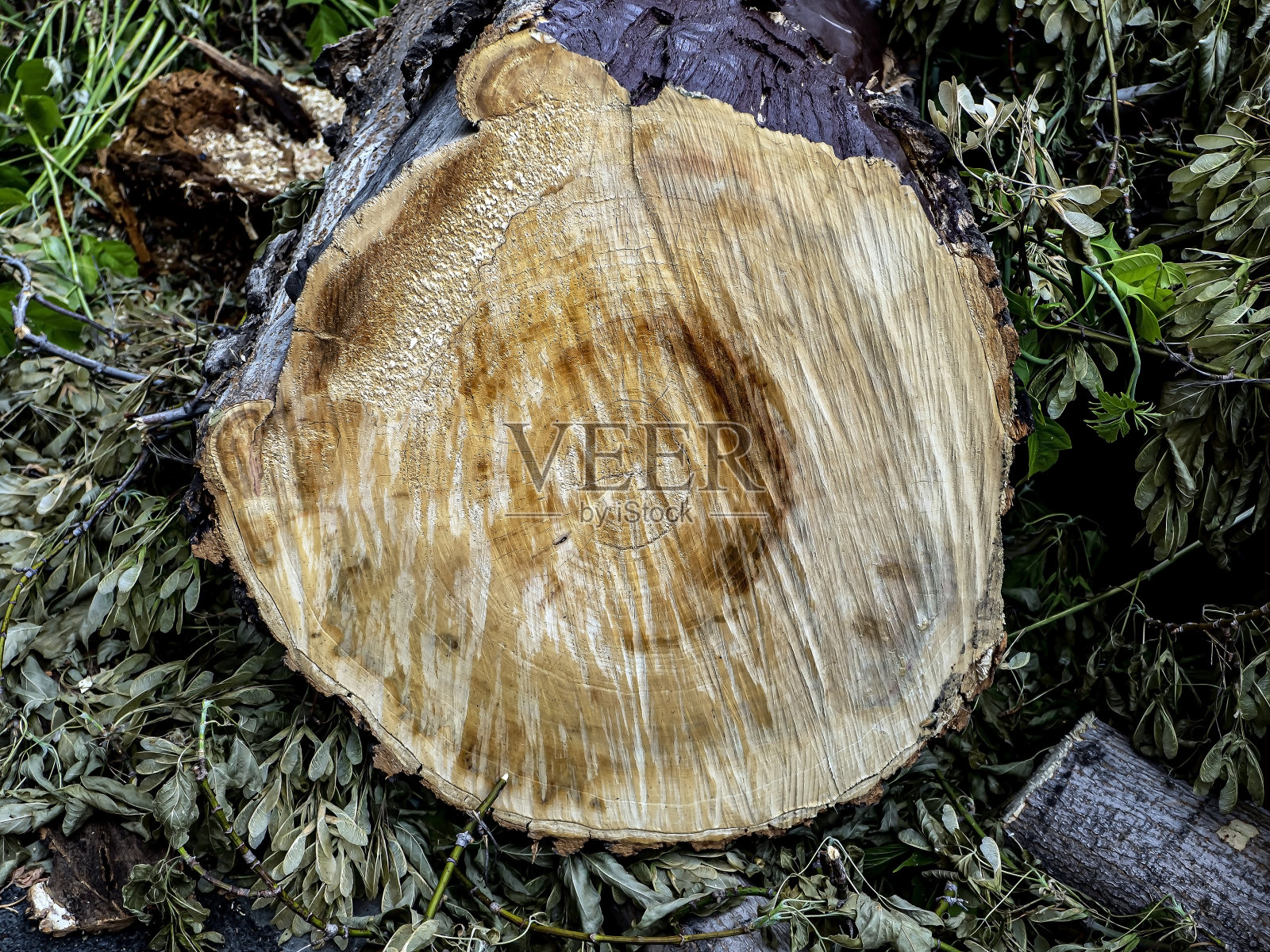 一棵新近砍下的树的树桩的表面照片摄影图片